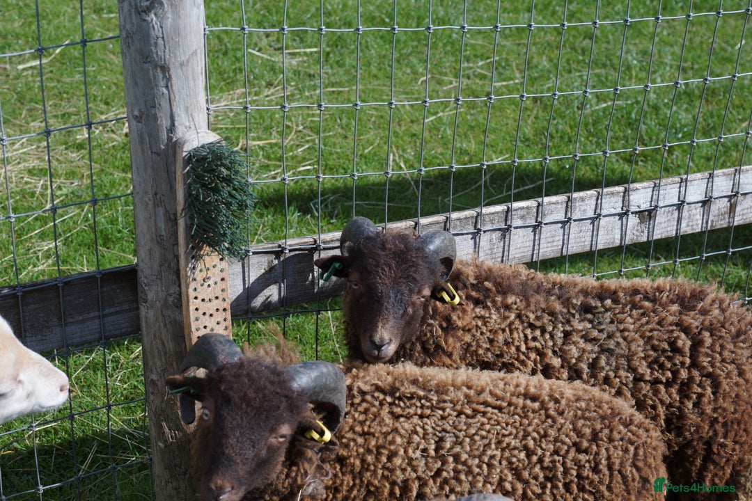 Sheep livestock for sale: 3 Ouessant Wethers Looking For New Home - Advert 4