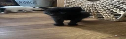 Mixed Breed cats for sale: Kittens for sale  - Advert 4