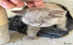 Mixed Breed cats for sale: British shorthair Lilac boy ready now - Image 12