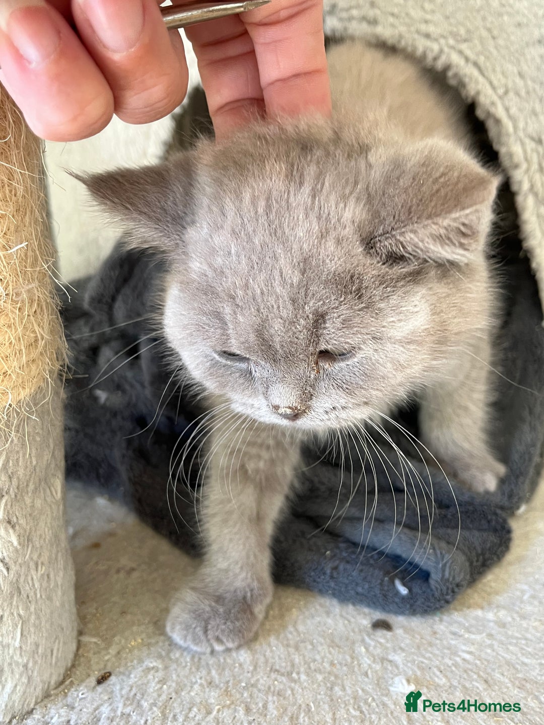 Mixed Breed cats for sale: British shorthair Lilac boy ready now - Image 12