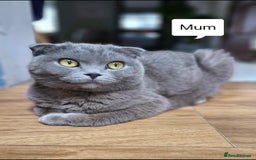 British Shorthair cats for sale: British shorthair kittens  - Image 10