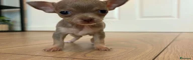 Chihuahua 2
