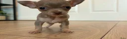 Chihuahua dogs for sale: Tiny Female chihuahua puppies  - Advert 4