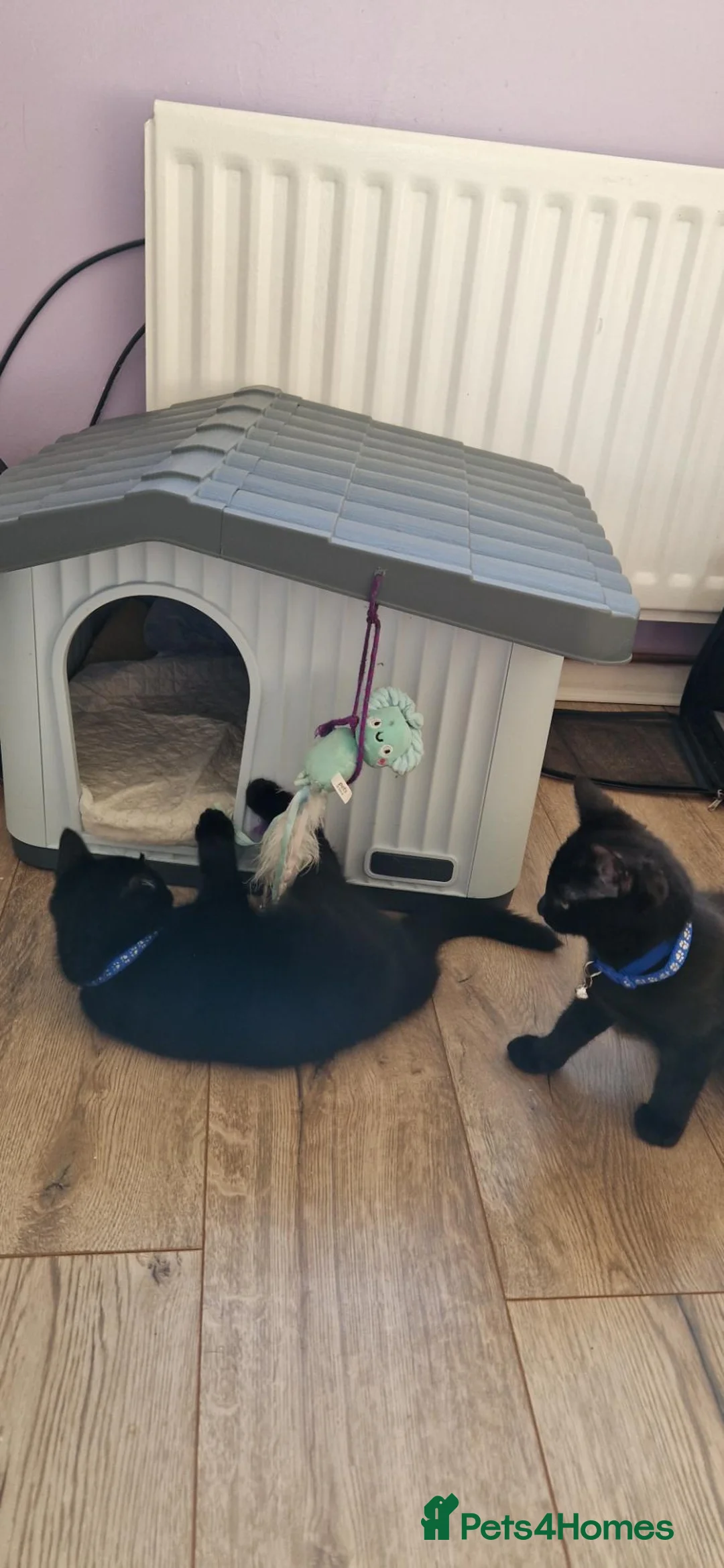 Mixed Breed cats for sale: 2 male Long Haired Mix Breed Kittens - Advert 5