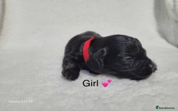 Cavapoo dogs for sale: Stunning litter of cavapoos - Image 10