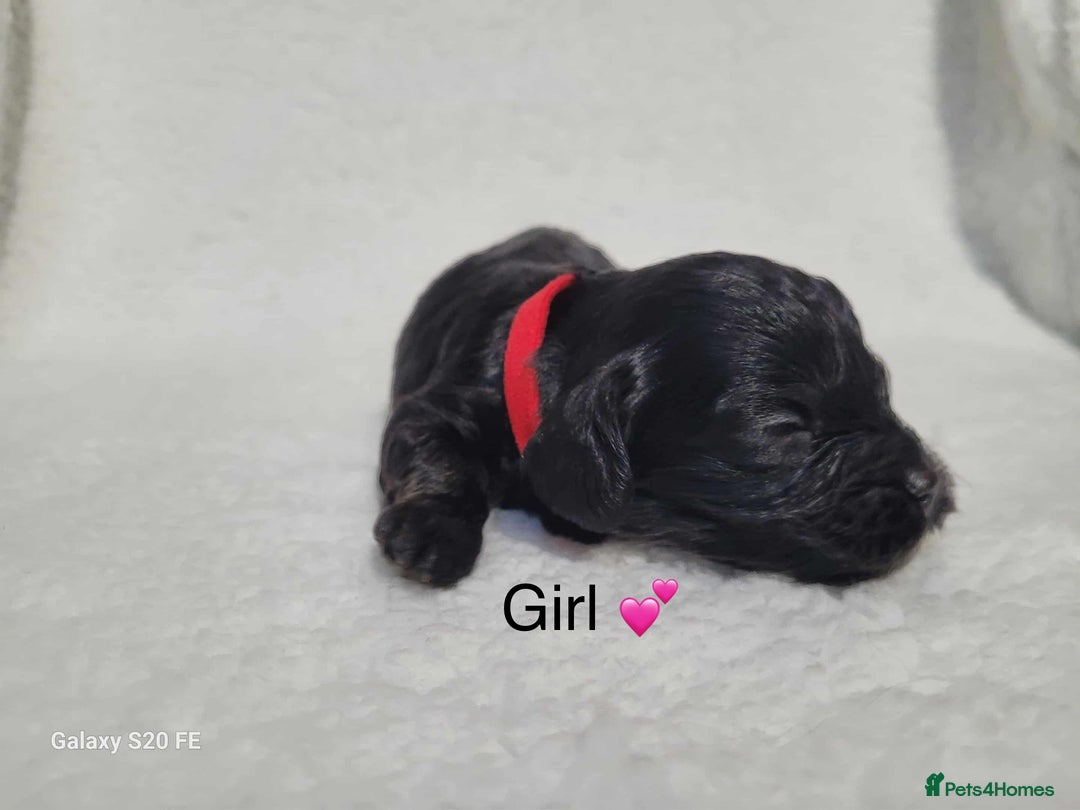 Cavapoo dogs for sale: Stunning litter of cavapoos - Image 10