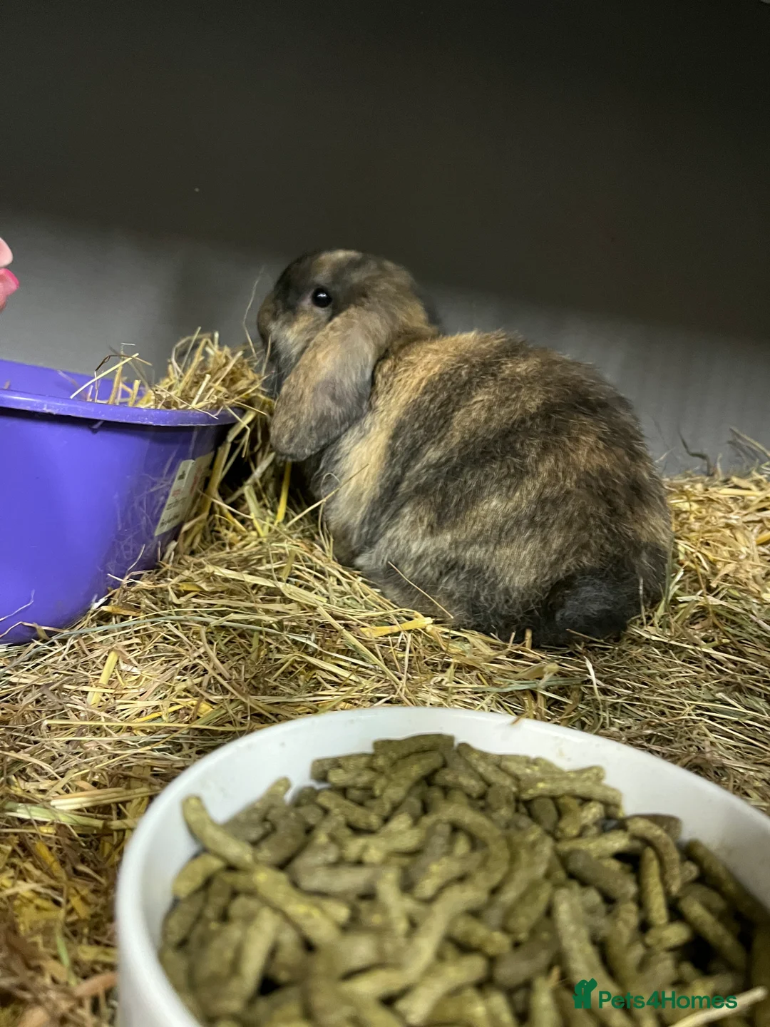 Mini Lop rabbits for sale: Mini Lop Bunnies - Advert 8