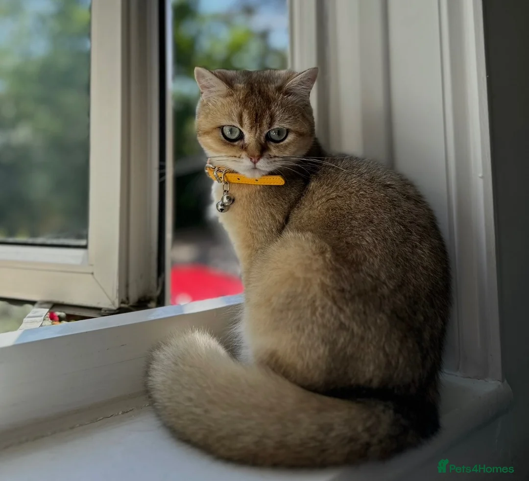 British Shorthair cats for sale: Stunning NY11 Black Golden Shaded British  - Advert 16