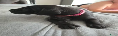 Great Dane 7 dark pink collar 