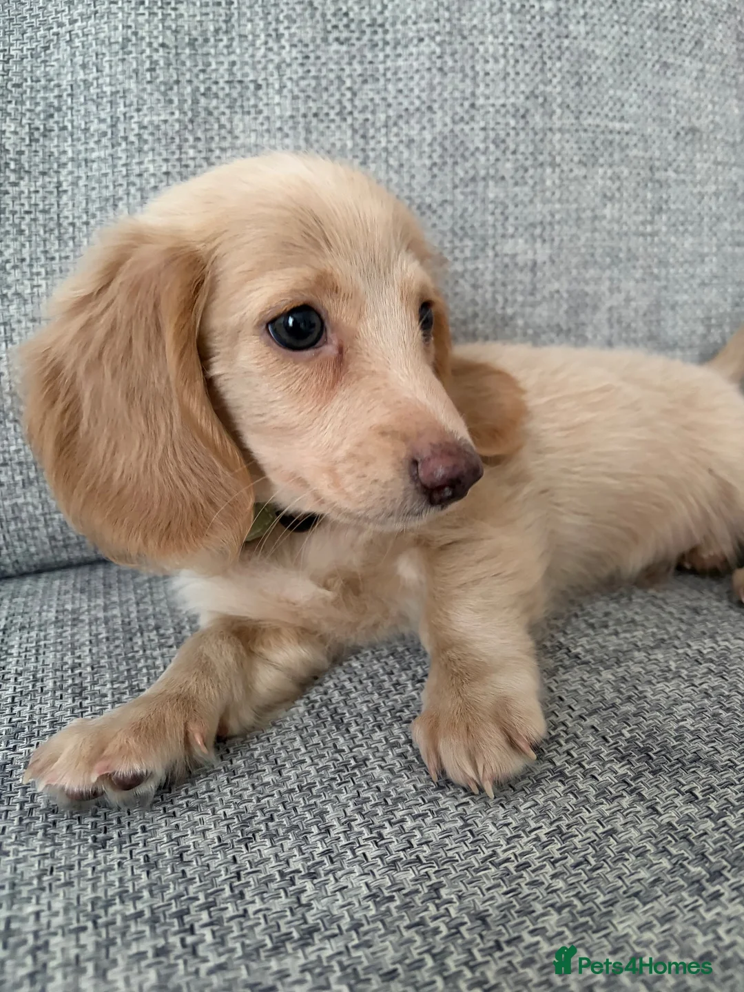 Miniature Dachshund dogs for sale: Miniature Dachshund Dapples & Cream - Advert 1