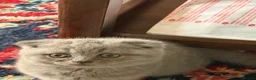 British Shorthair cats for sale: Adorable Kittens for Sale 🐾 - Advert 6