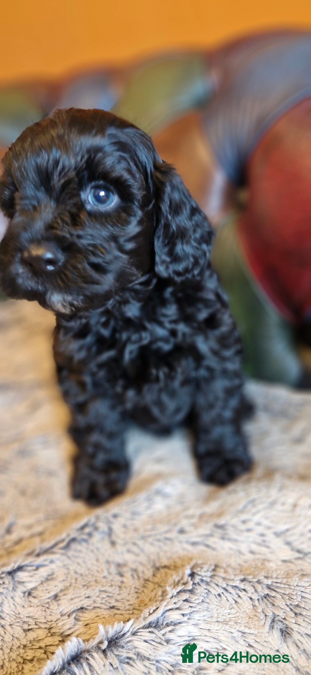 Cavapoo dogs for sale: Gorgeous f1b Cavapoo pups - Advert 26