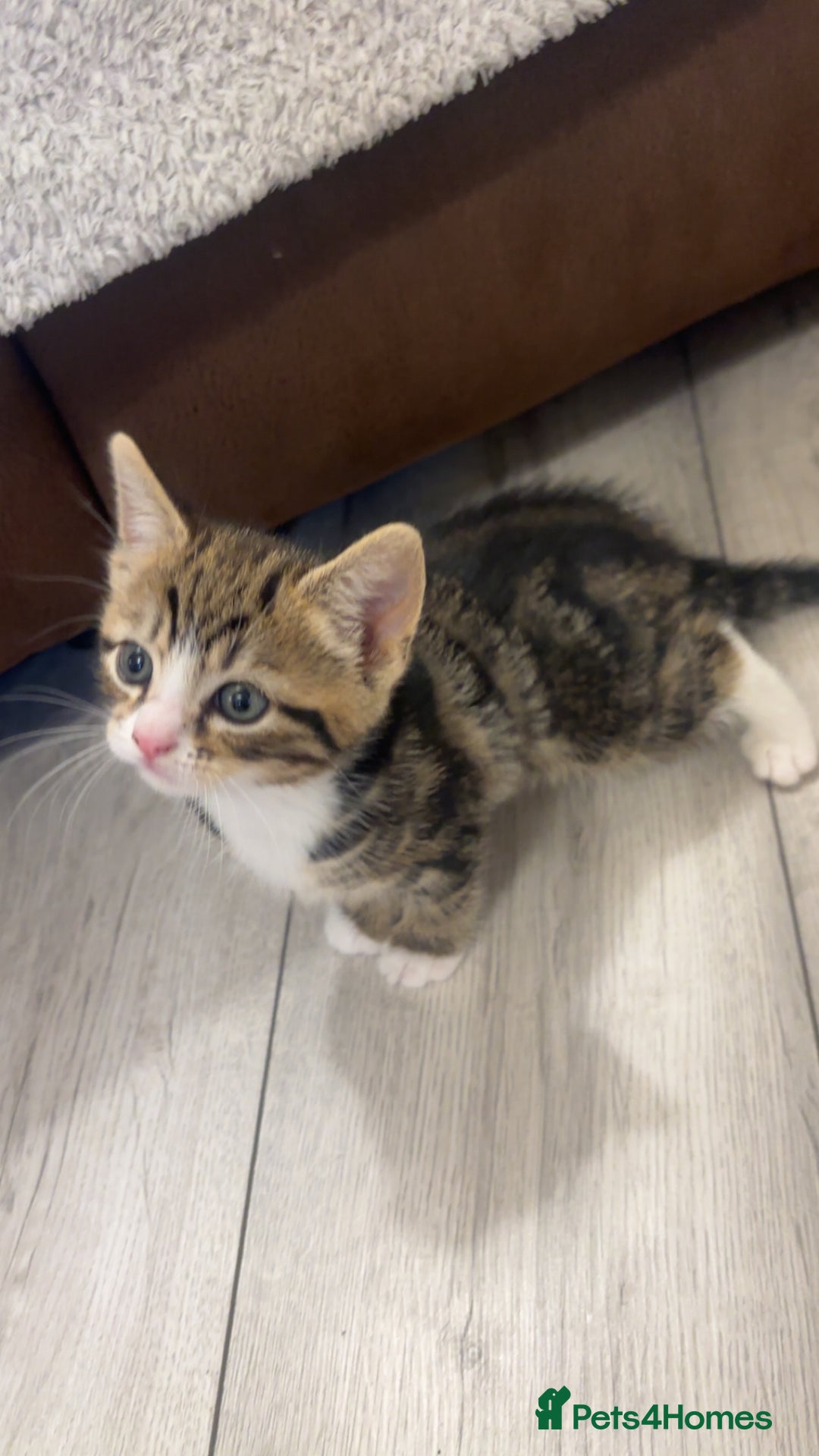 American Shorthair cats for sale: Kittens for sale  - Advert 1