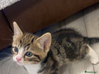 American Shorthair cats Kittens for sale - Advert 4