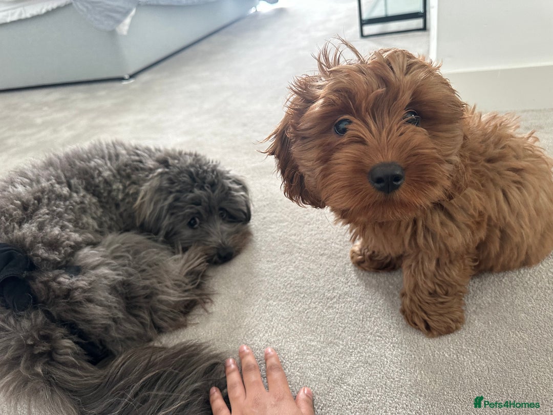 Mixed Breed dogs for sale: Puppies looking for a loving family  - Image 8