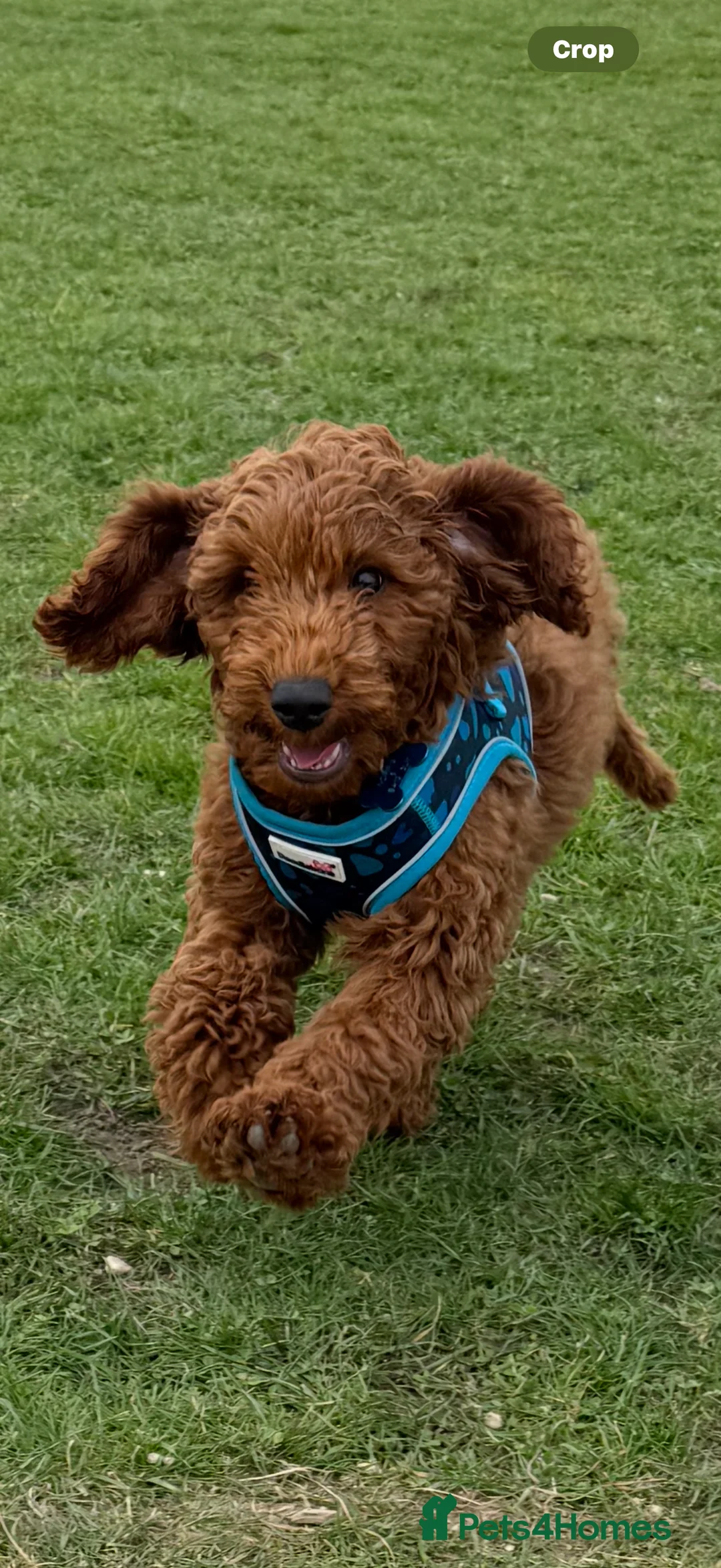 Cockapoo dogs for sale: Handsome 1 year old cockapoo Elvis 💙 - Advert 5