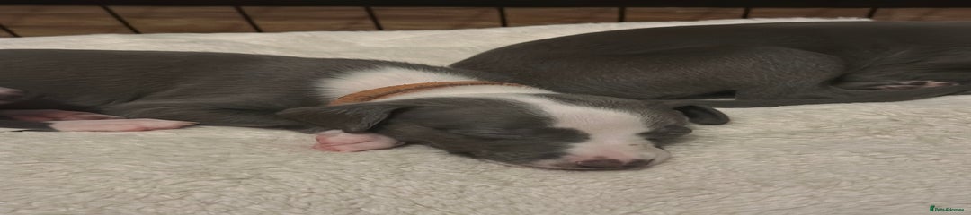 Whippet Puppy 9