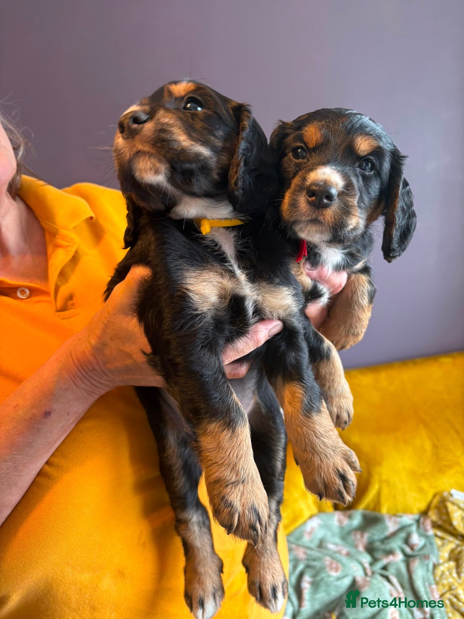 Cocker Spaniel dogs All Tri Color Litter of Working Cockers - Advert 1