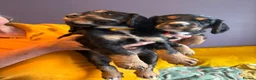Cocker Spaniel dogs for sale: All Tri Color Litter of Working Cockers - Advert 1