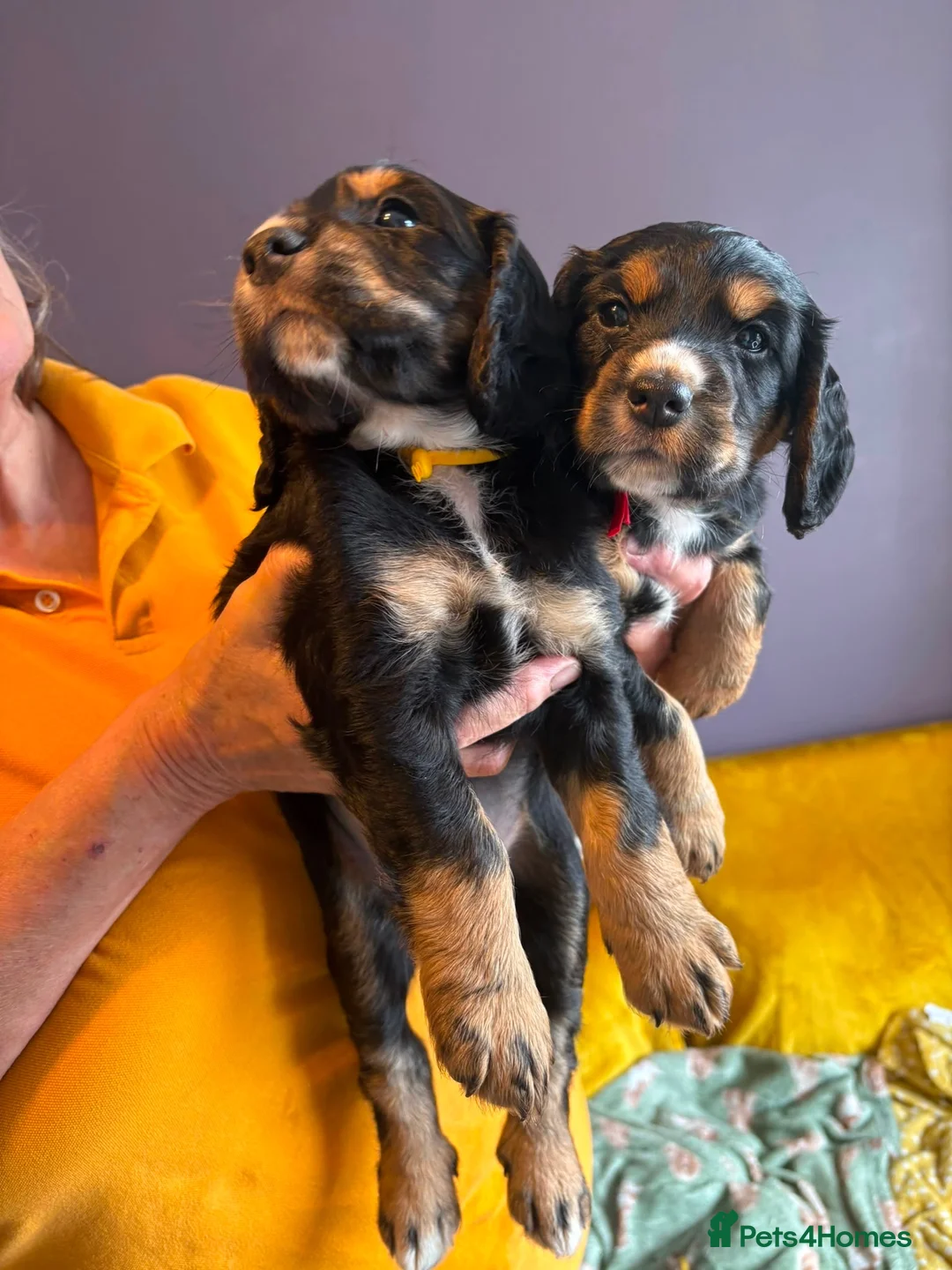 Cocker Spaniel dogs for sale: All Tri Color Litter of Working Cockers - Advert 1