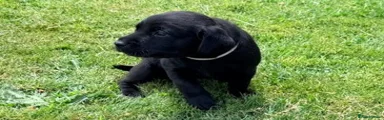 White Collar Female Puppy