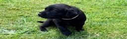 Labrador Retriever dogs for sale: KC Registered, Fully Health Tested  - Advert 13