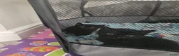 Mixed Breed cats for sale: Calico kittens for sale in Consett - Advert 9