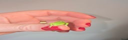 Chameleon reptiles for sale: BABY VEILED CHAMELEONS  - Advert 7