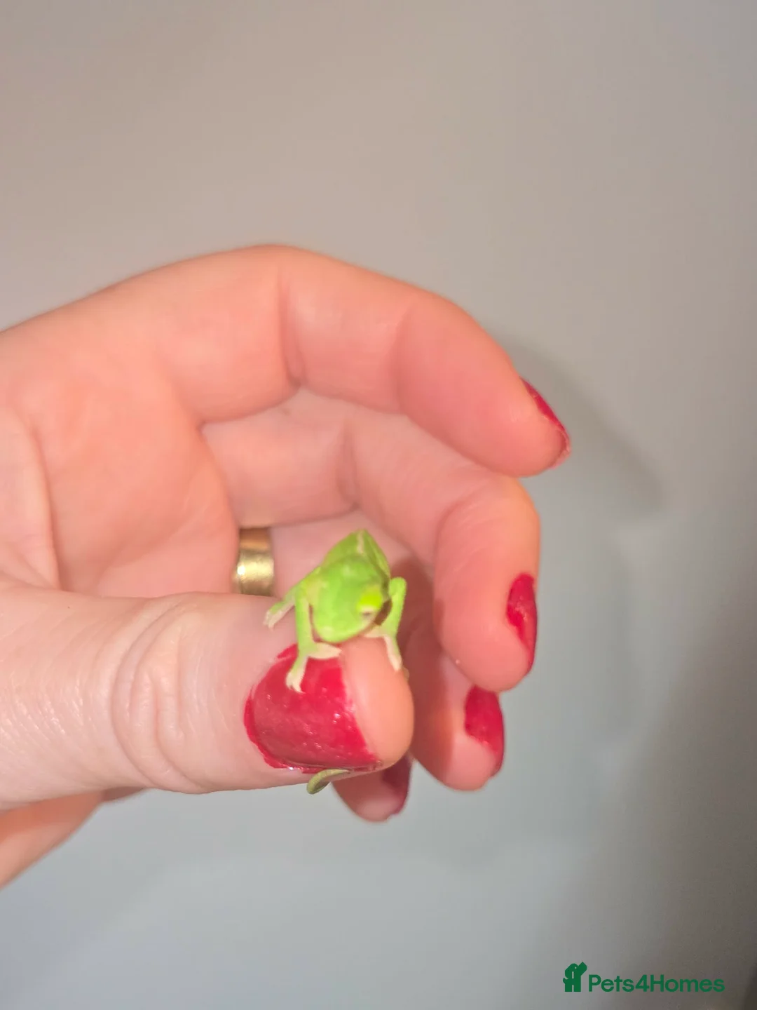 Chameleon reptiles for sale: BABY VEILED CHAMELEONS  - Advert 7