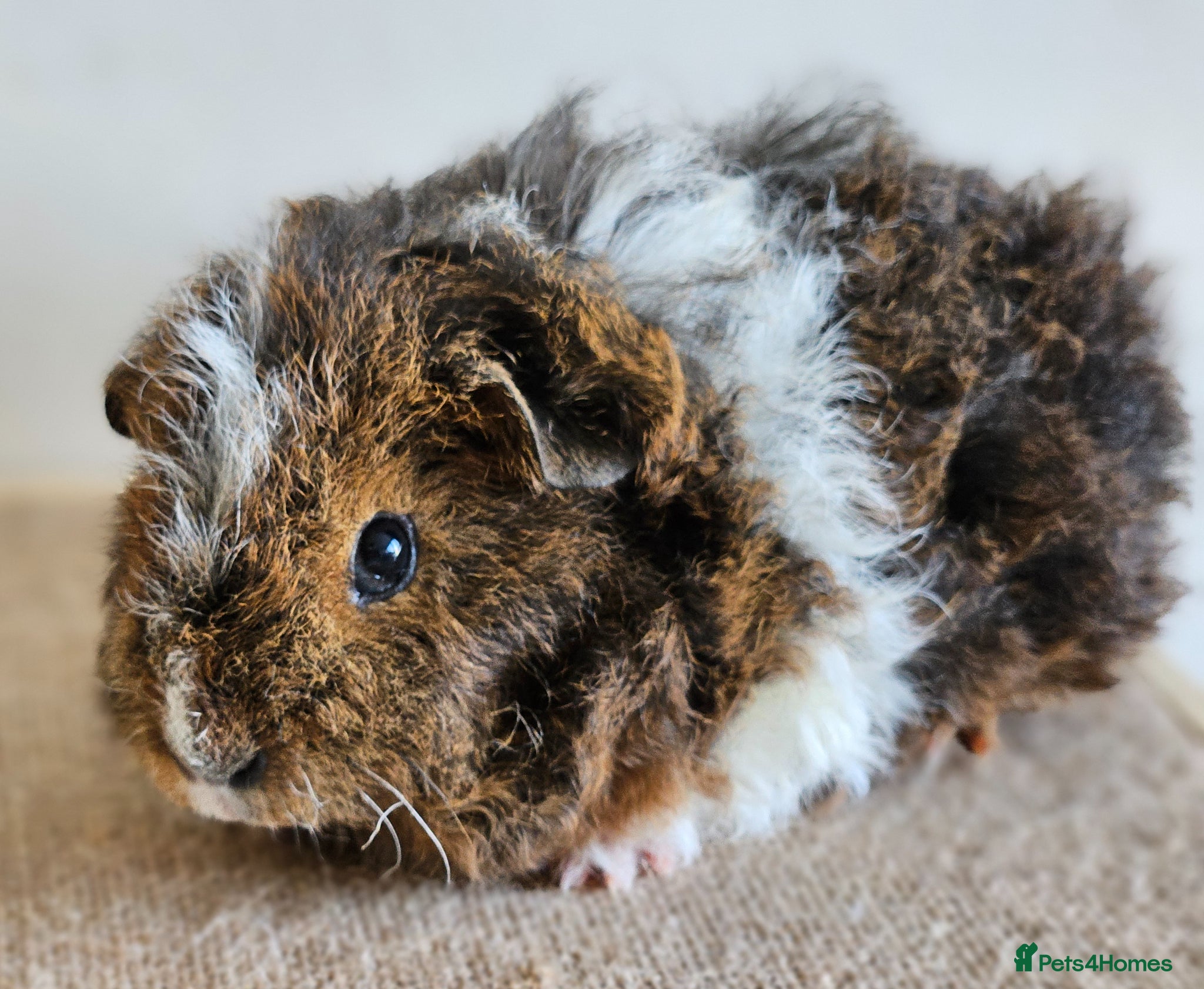 Guinea Pig rodents Single 6-8 wk baby boys for bonding with solo male - Advert 15