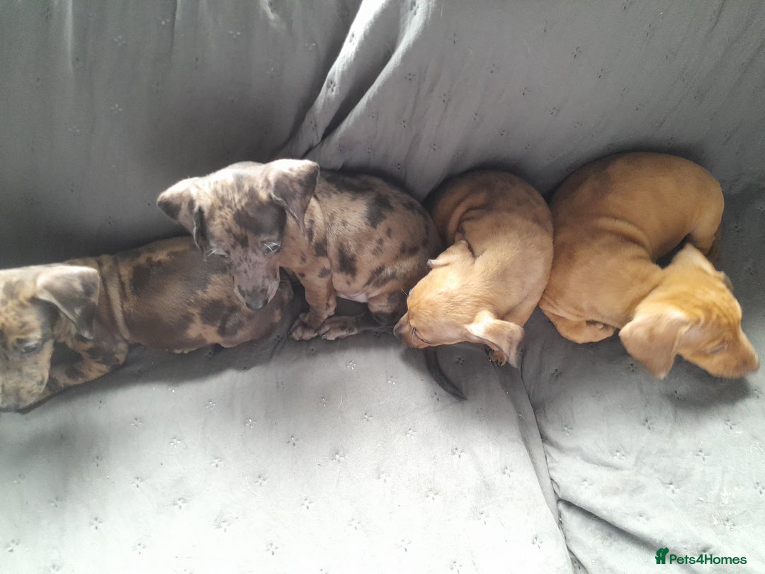 Miniature Dachshund dogs for sale: Miniature dachshund ( sausage dog) puppies - Image 7
