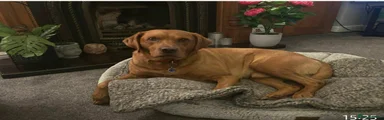 2 Labrador Retriever 2 labs available 