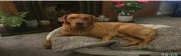 Labrador Retriever dogs for sale: Stunning large labradors for sale - Advert 3