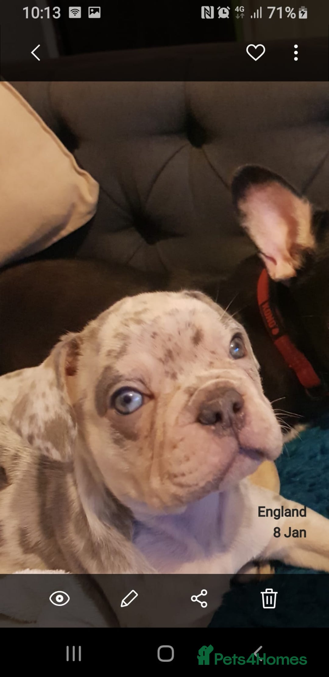 French Bulldog dogs for sale: 🐶 Stunning Merle Lilac Fawn French Bulldogs - Advert 2