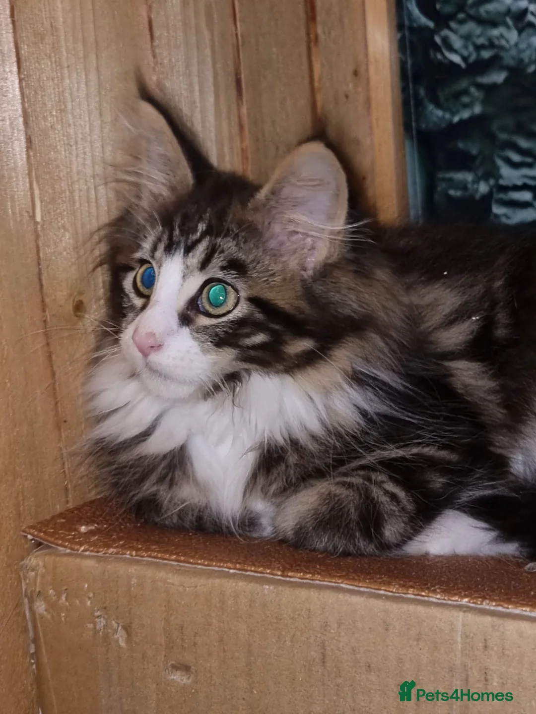 Maine Coon cats for sale: Mischievous Maine Coon kittens.  Ready now. - Advert 2