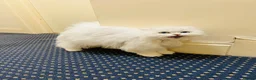 Scottish Fold cats for sale: Stunning Scottish Fold Girl - Advert 3