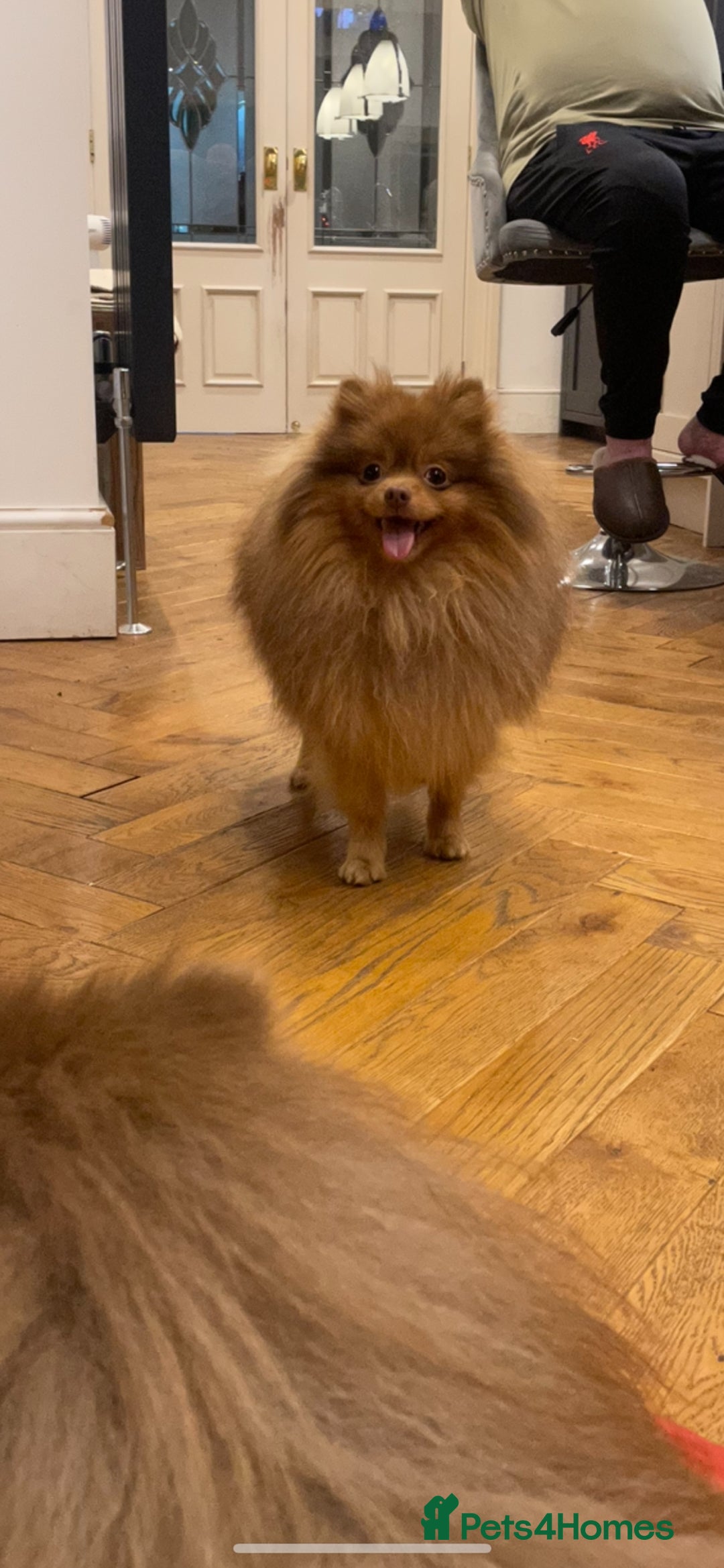 Pomeranian dogs for stud: Cobee (PROVEN)  ( STUD ONLY ) (PRODUCING MERLES)   in Liverpool - Advert 20
