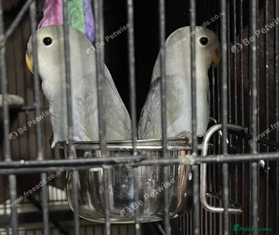Lovebirds birds in Aylesbury - Advert 13