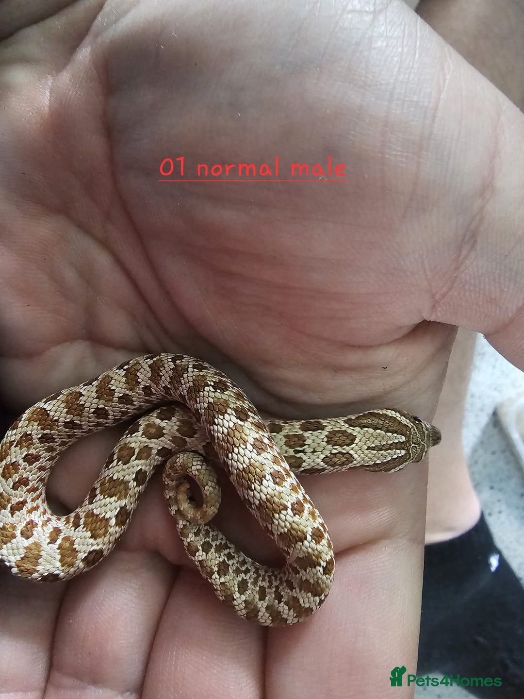Snake reptiles for sale: Western Hognose Snakes Adults&Hatchlings - Image 17