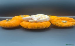 Python Snake reptiles for sale: Ball pythons for sale - Image 4