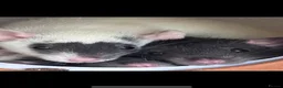 Rat rodents for sale:  OTTO & POE BONDED BROTHERS- 3 story cage included - Advert 3