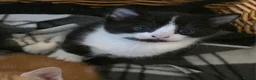 Mixed Breed cats for sale: Gorgeous kittens, 1 female ginger kitten - Advert 6