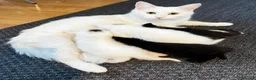 Mixed Breed cats for sale: Adorable Kittens for Sale – Raised with Kids! 🐾 - Advert 1