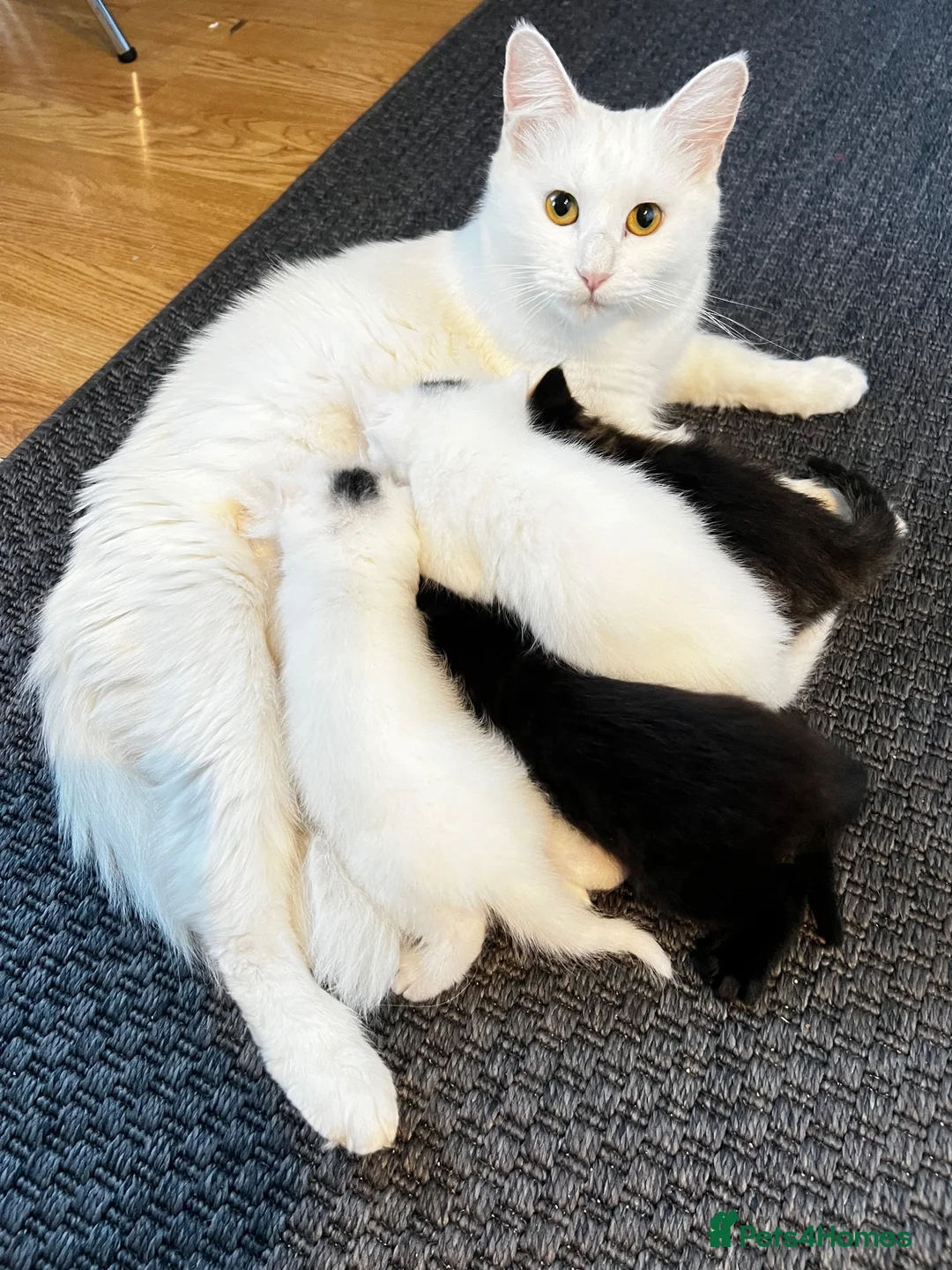Mixed Breed cats for sale: Adorable Kittens for Sale – Raised with Kids! 🐾 - Advert 1