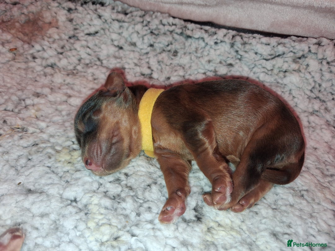 Cockapoo dogs for sale: Cockapoo puppies F2 - Advert 11