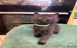 British Shorthair cats for sale: BRITISH BLUE X KITTENS - Image 11