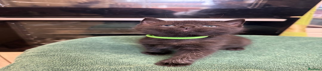 British Shorthair Kitten 5