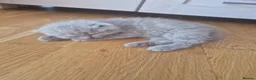 British Shorthair cats for sale: Scottish cats girl boy short, longhair  in Nottingham - Advert 7