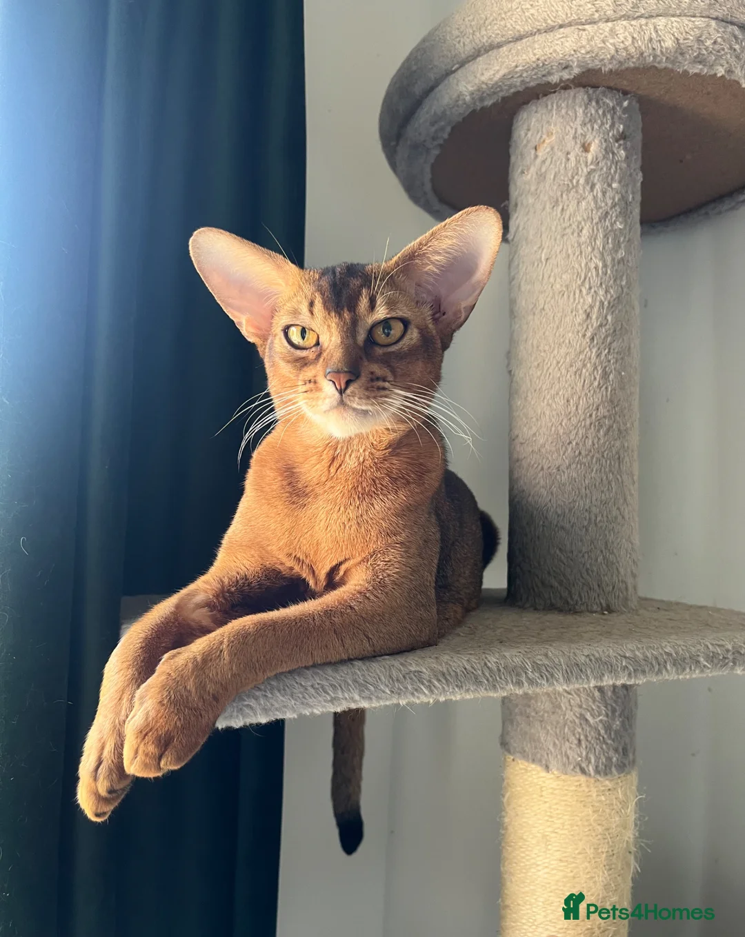 Abyssinian cats for sale: Gorgeous Abyssinians cats - Advert 1