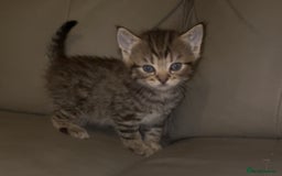 British Shorthair cats for sale: British Short Hair X - Image 1
